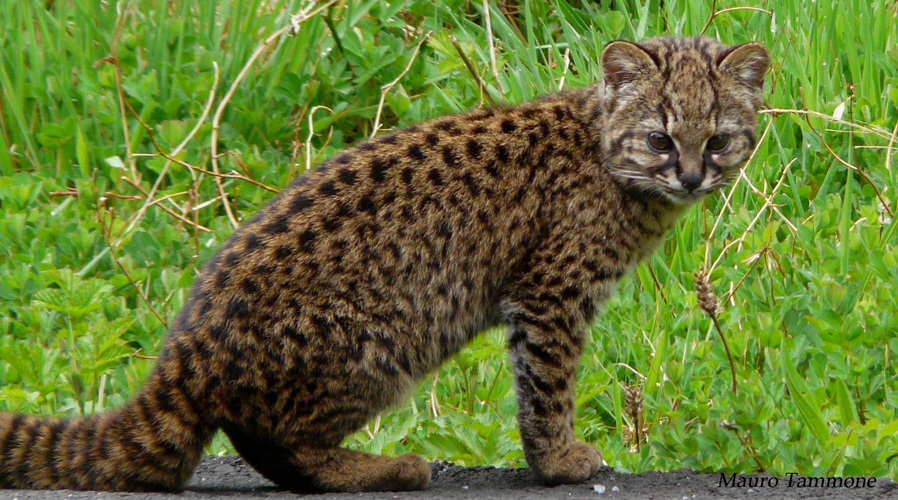 A kodkod sitting to the right, facing the camera with bright green grass in the background.