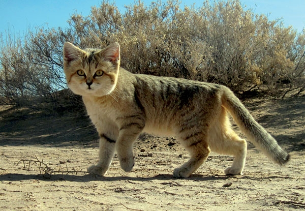 A sand cat walking to the left, facing the camera with dry shrubs and sand behind it.